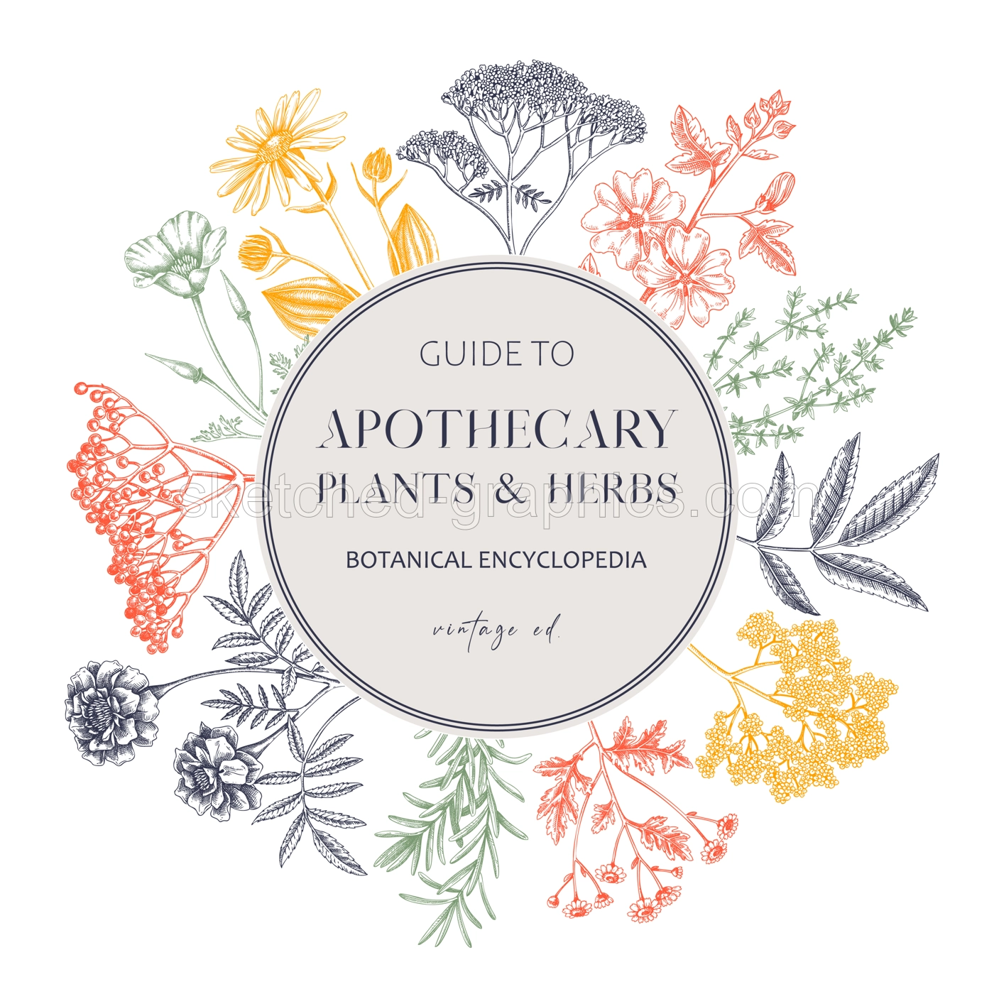 Apothecary plant frame design. Witchcraft background. Herbal remedies, medicinal plant, witch herbs, natural medicine hand-drawn vector illustration. Vinatge card template. NOT AI genereted Illustration